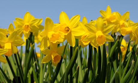 St Davids Day Daffodils